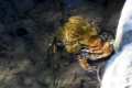 Amplexo de sapo común, Bufo spinosus 