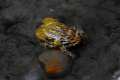 Amplexo de sapo común, Bufo spinosus 