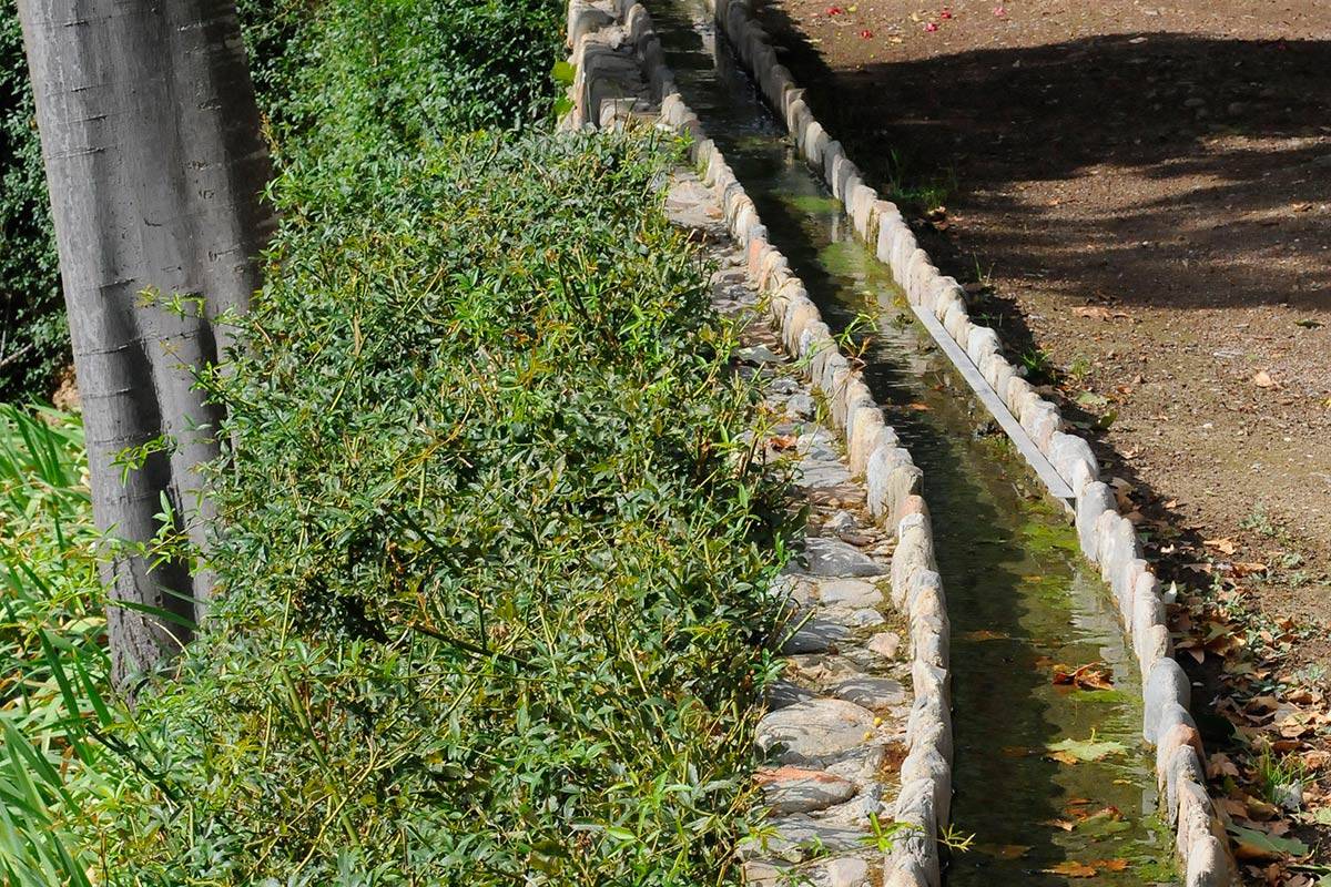 alhambra-sapo-partero-betico-07113