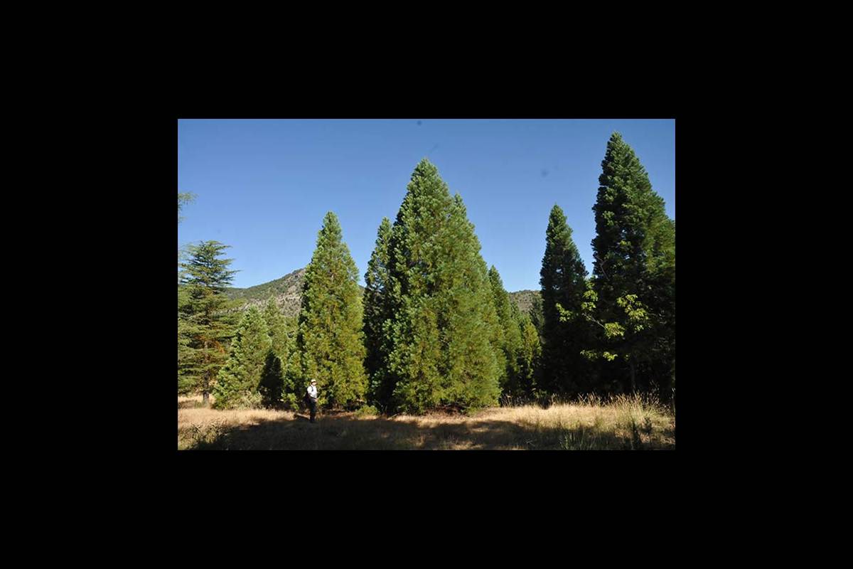 secuoyasgigantes-ruta2
