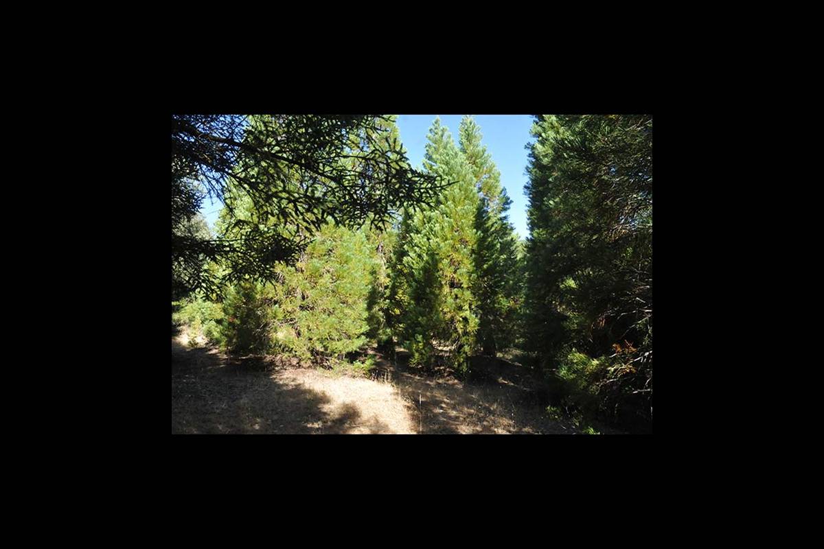 secuoyasgigantes-ruta4