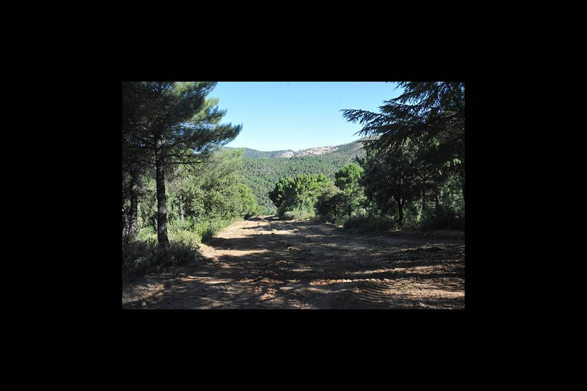secuoyasgigantes-ruta8