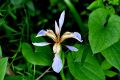 Iris-foetidssima