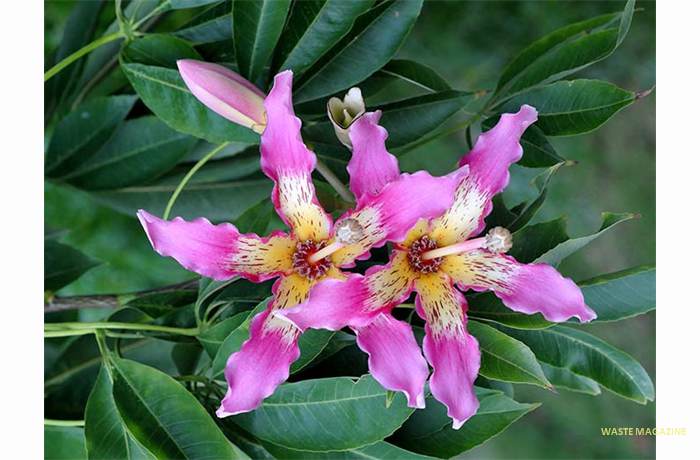 chorisiaspeciosa12