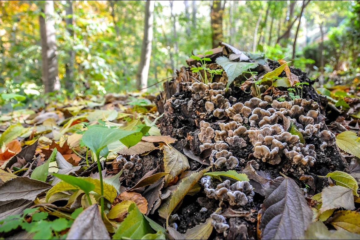 Auricularia mensenterica