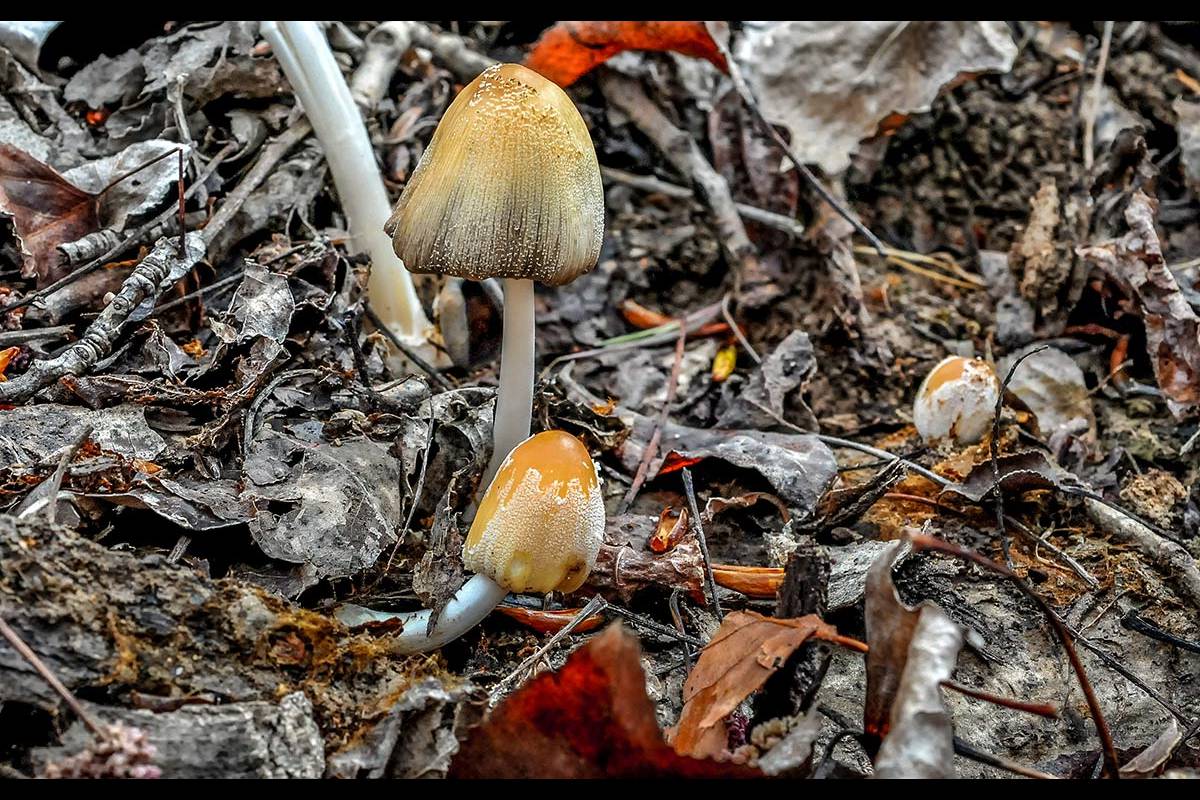 Coprinellus domesticus