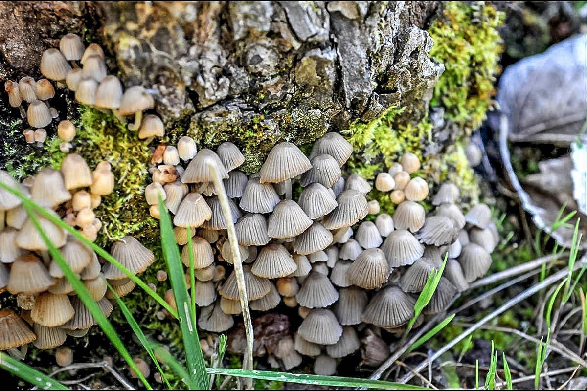 Coprinus