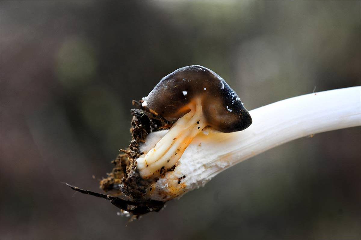 Helvella solitaria