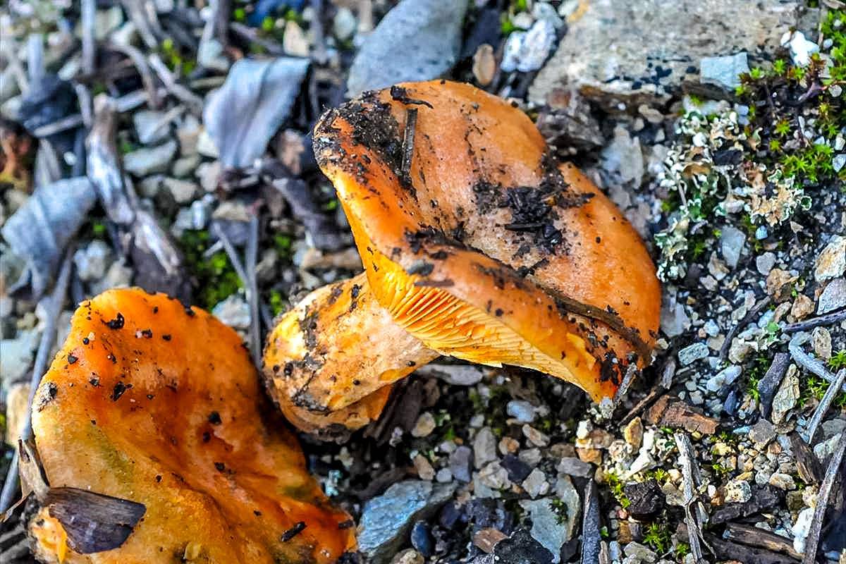 Lactarius deliciosus, Níscalo