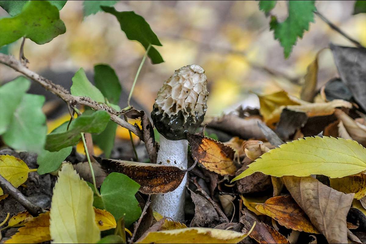 Phallus impudicus