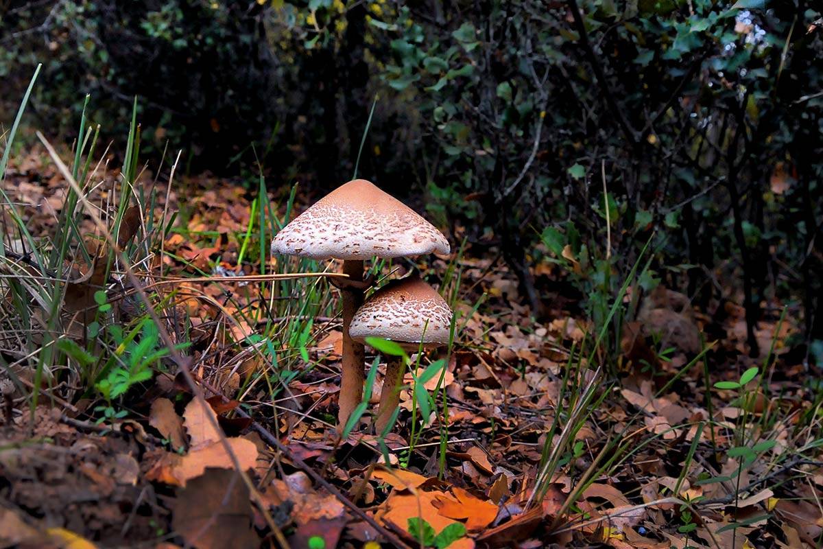 Macrolepiota