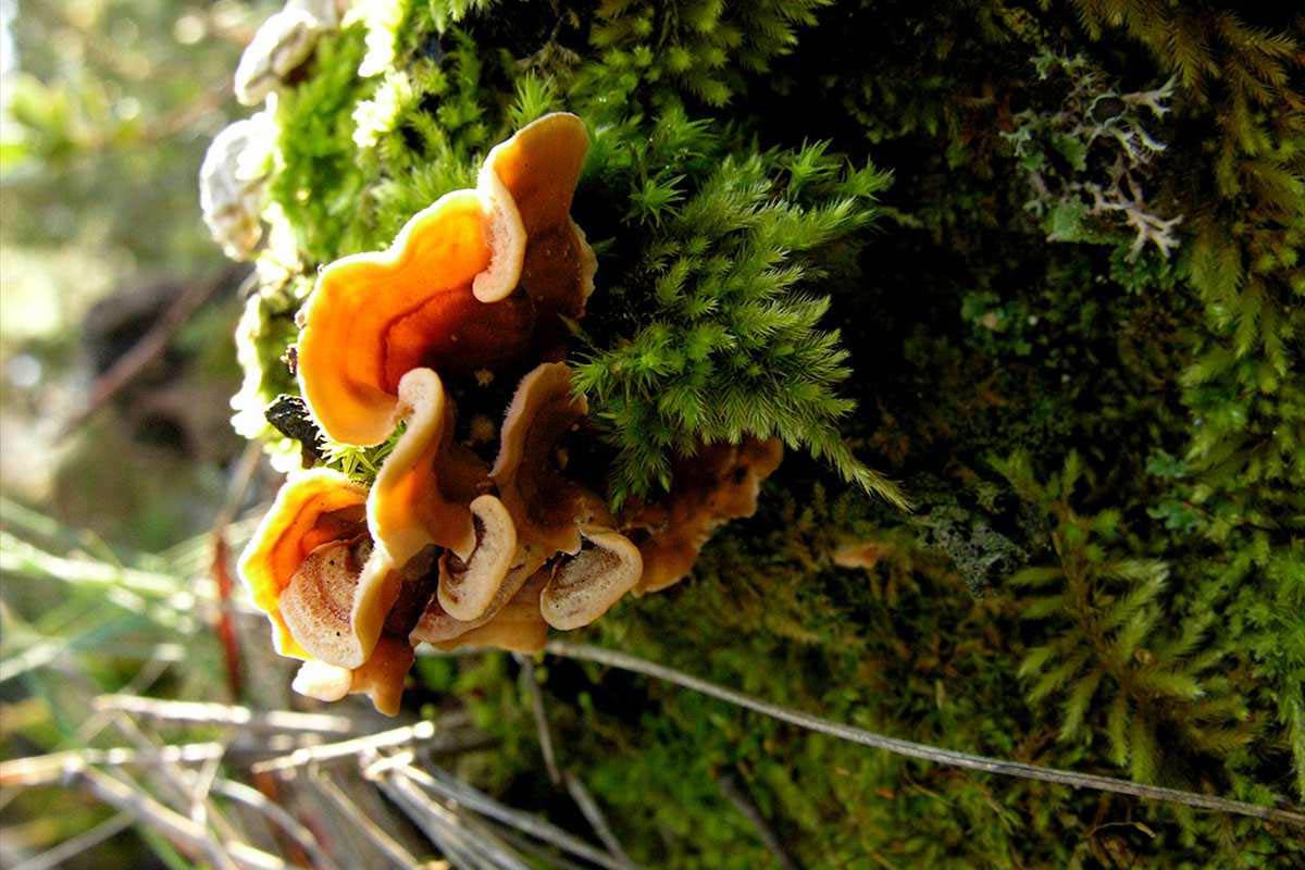 Stereum insignitum