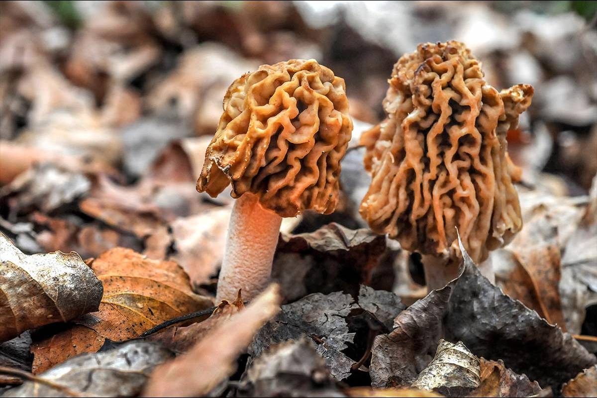 Verpa bohemica