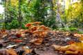 Armillaria mellea