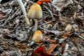 Coprinellus domesticus