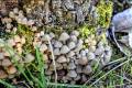 Coprinus