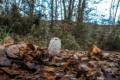 Coprinus comatus