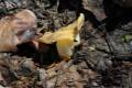 Helvella crispa