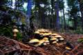 Hypholoma fasciculare