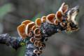 Schizophyllum amplum