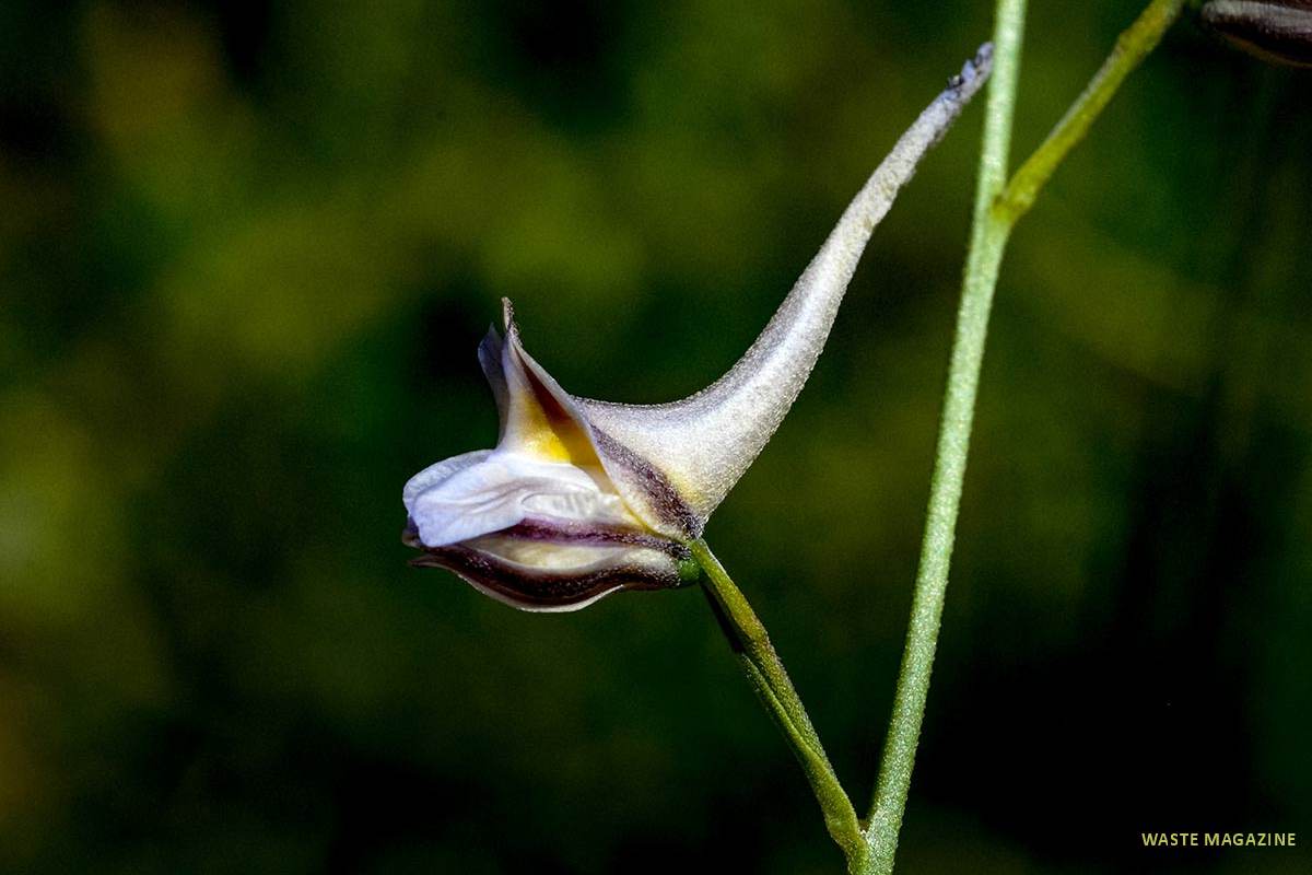 delphiniumgracile16