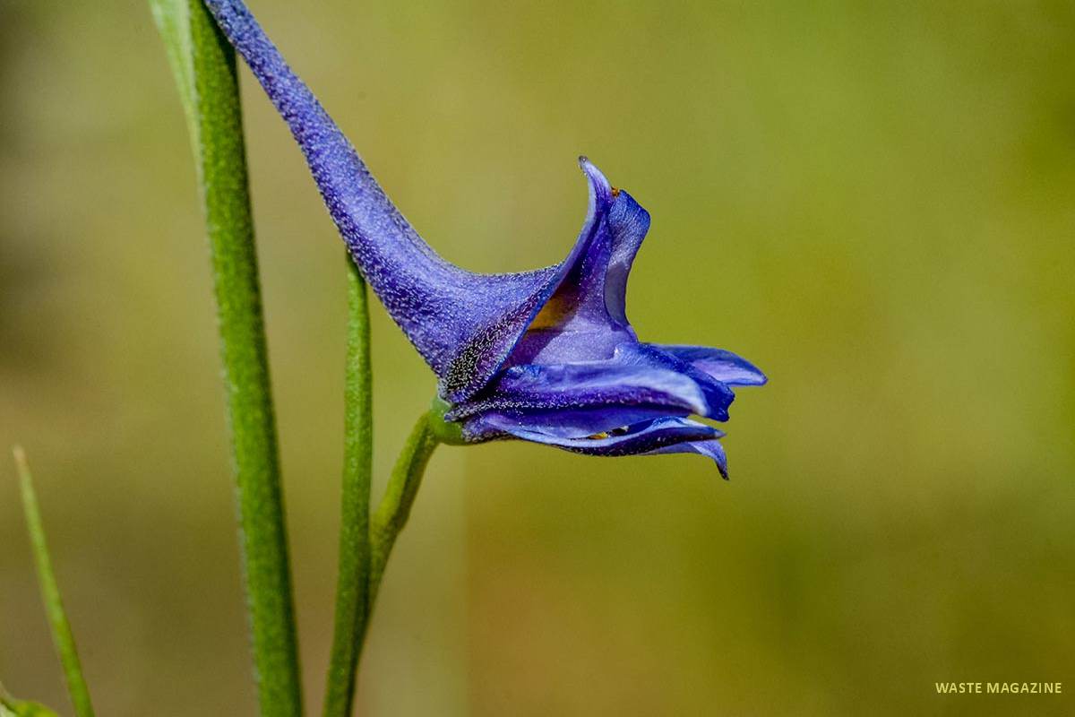 delphiniumgracile4