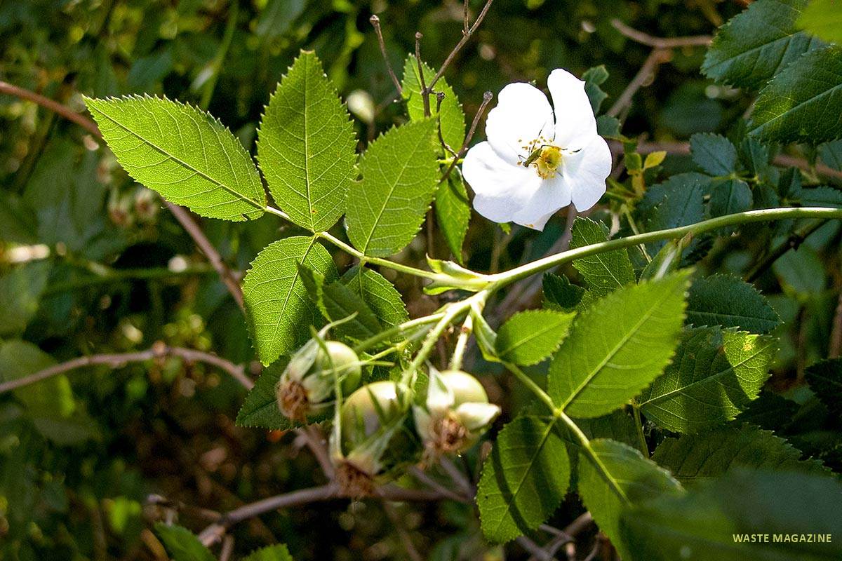 rosacorymbifera1