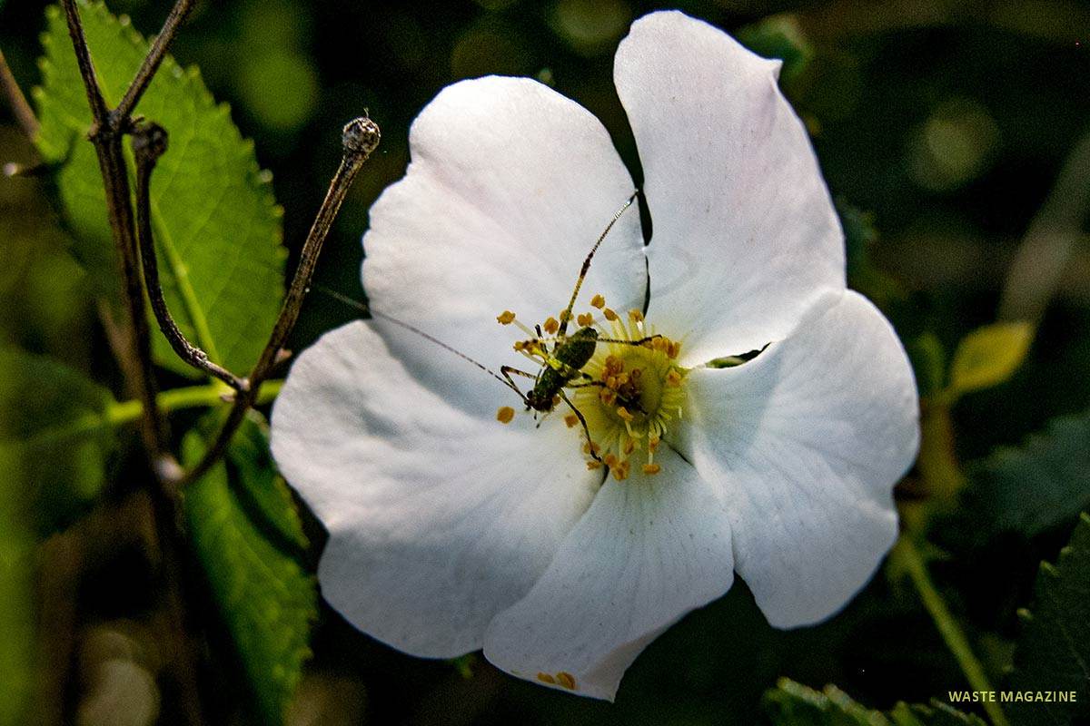 rosacorymbifera2