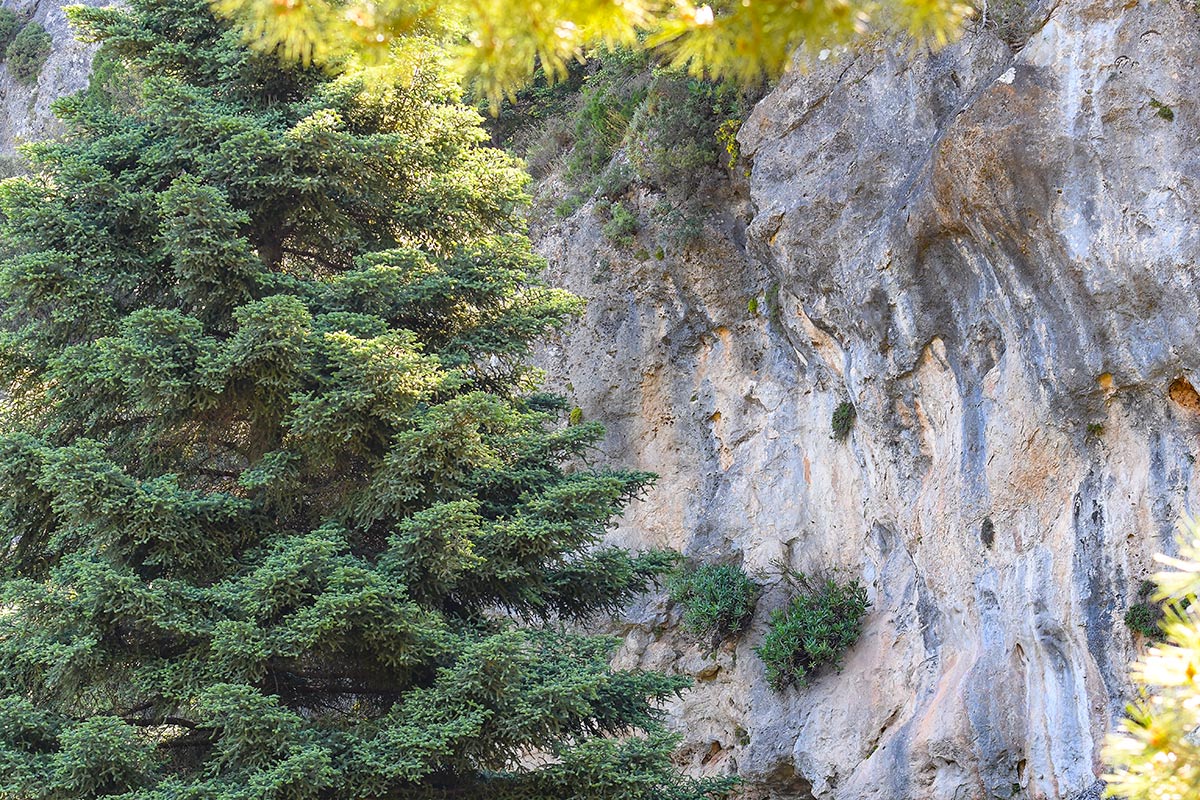 jecueva46