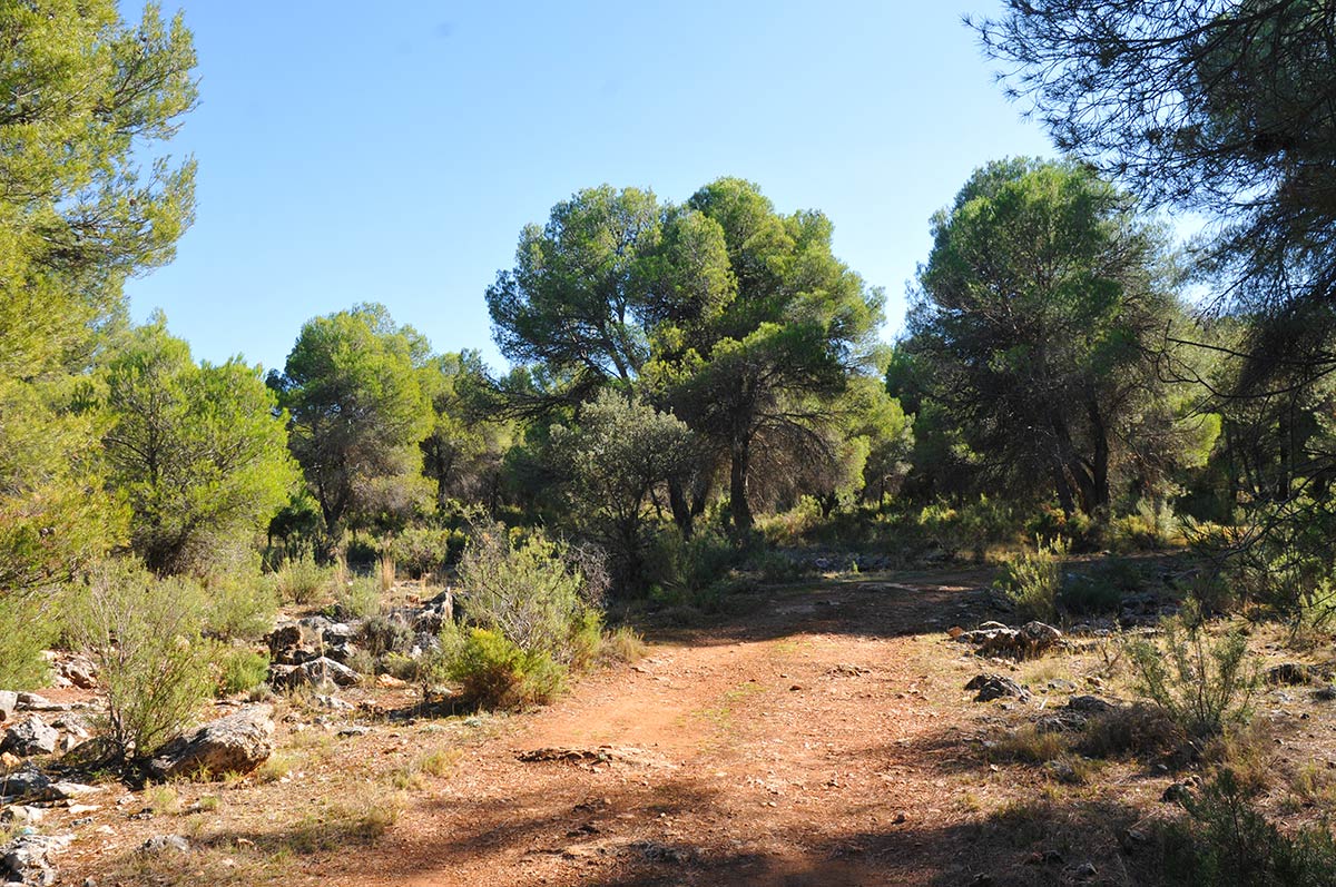 pinaressotillo008