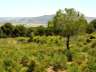 pinaressotillo016
