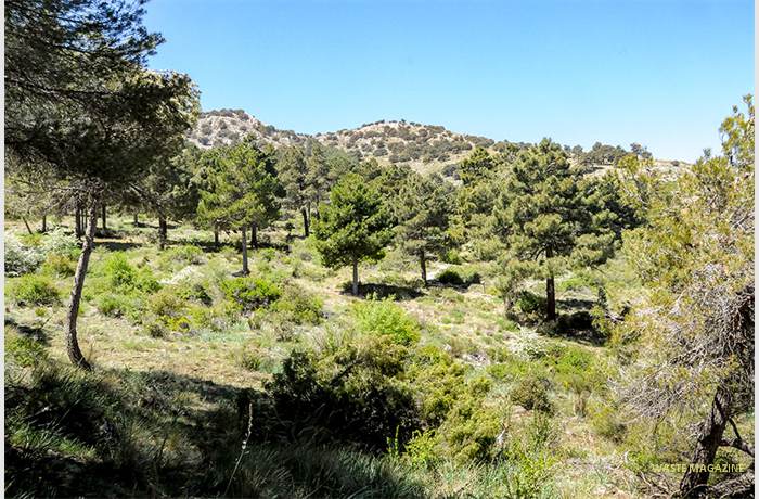 sierramaria15