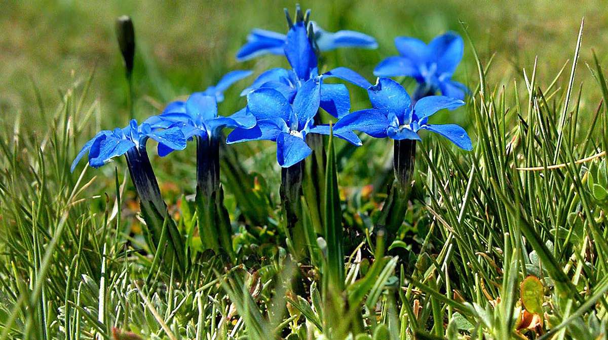 Gentiana sierrae