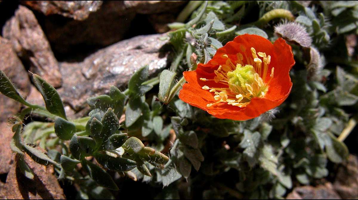 Papaver lapeyrousianum 