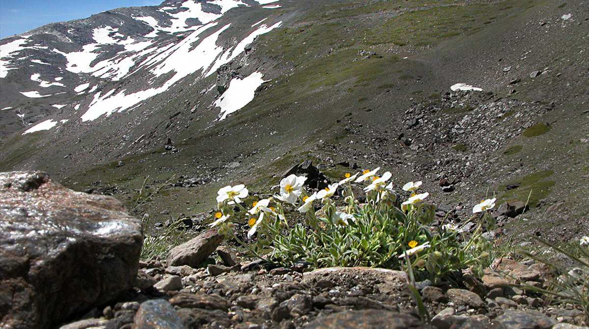 Heliantemum en la ladera del Veleta