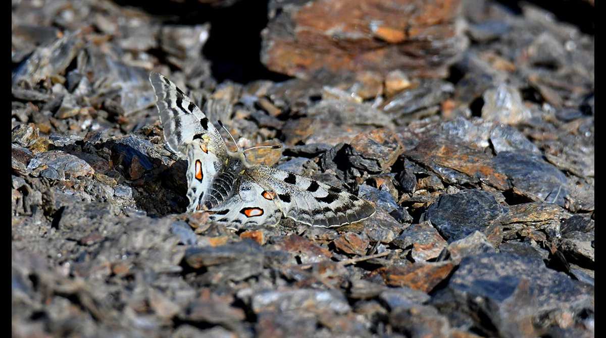 Parnanssius apollo nevadensis