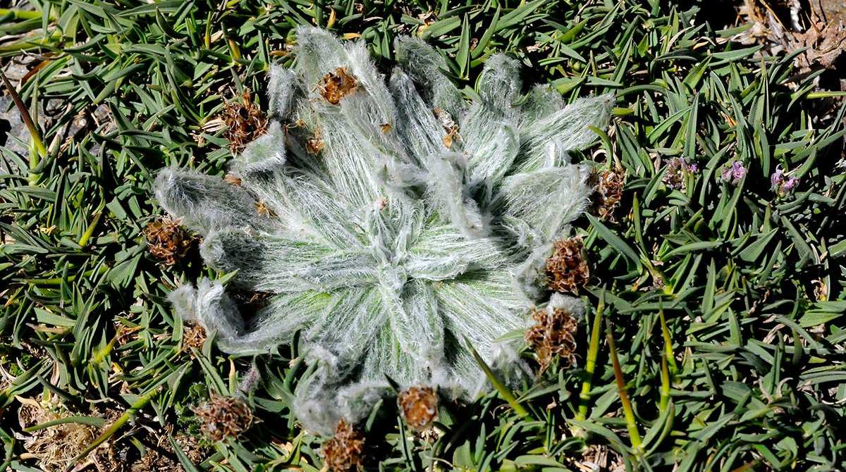 Plantago nivalis, estrella de Sierra Nevada