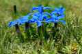 Gentiana sierrae
