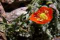 Papaver lapeyrousianum 
