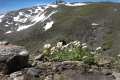 Heliantemum en la ladera del Veleta