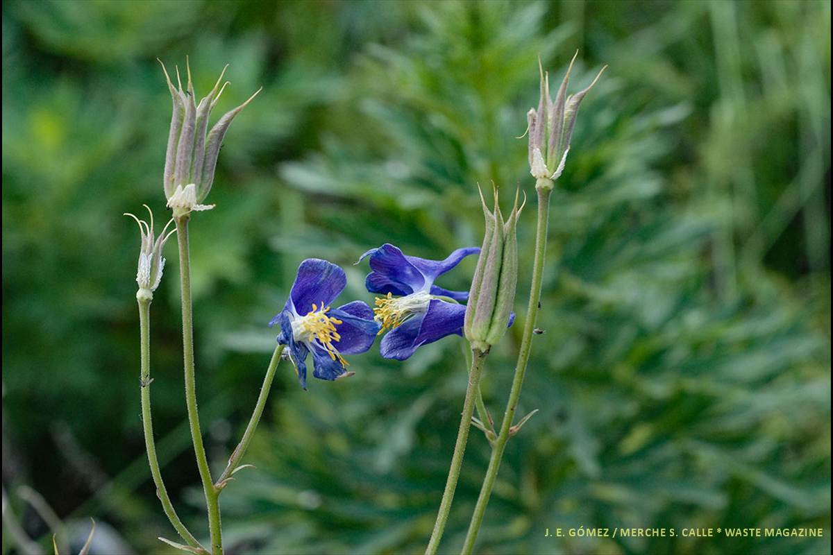 aquilegianevadensis72