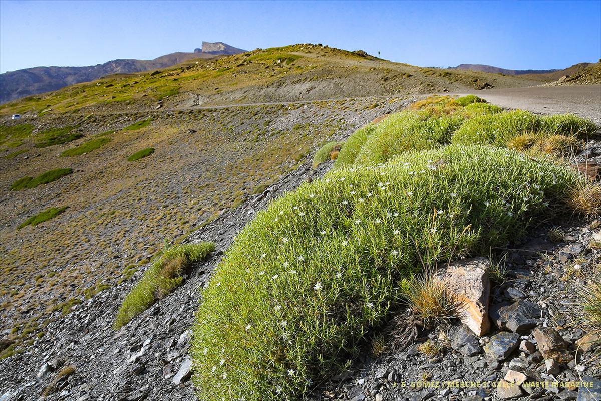 arenaria-veleta-paisaje15