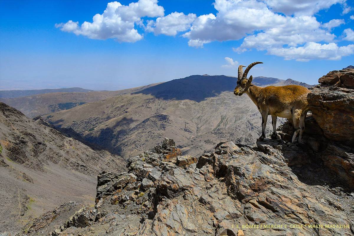 capra-pyrenaica-altas-cumbres-58