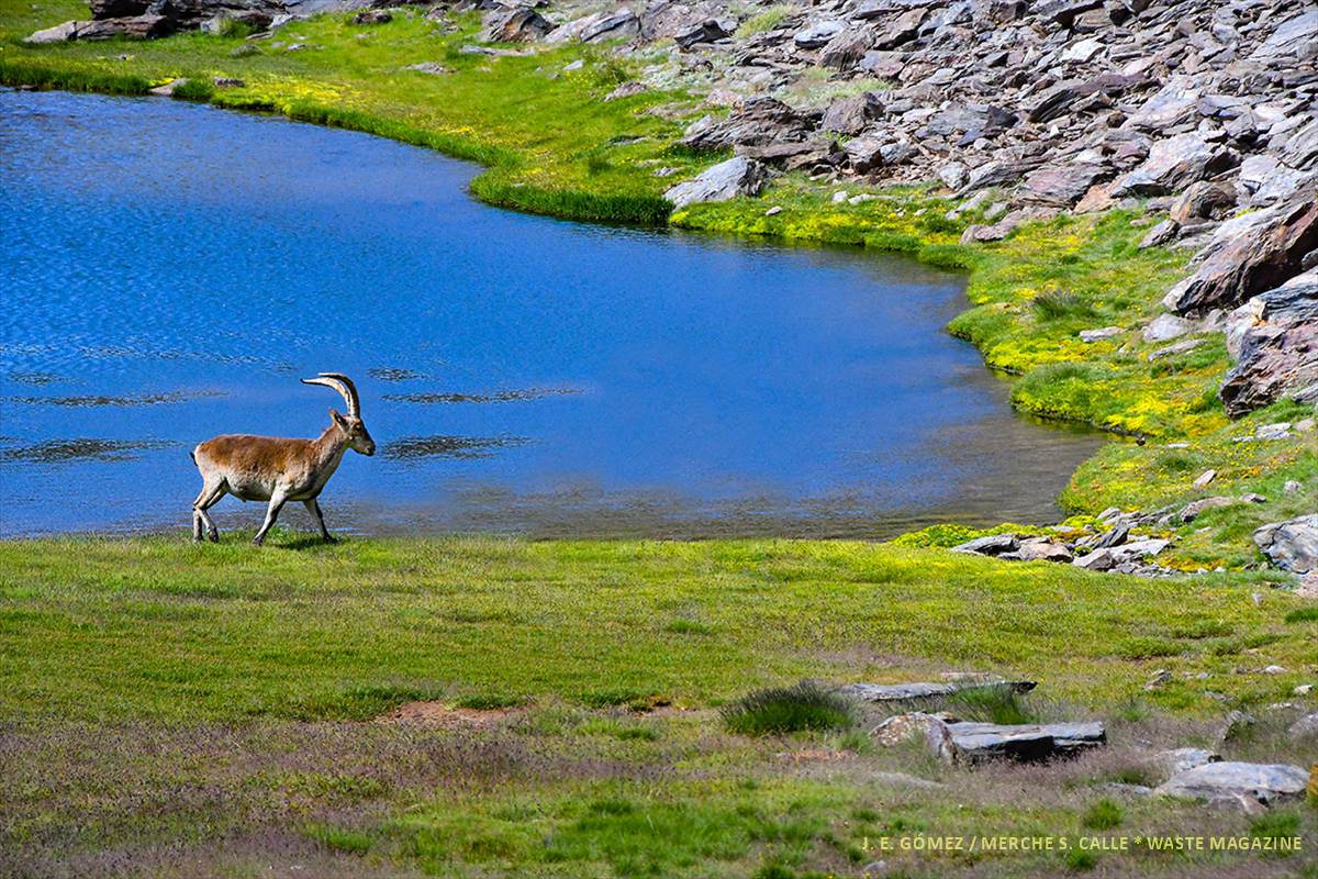 capra-pyrenaica-laguna-aguasverdes-20