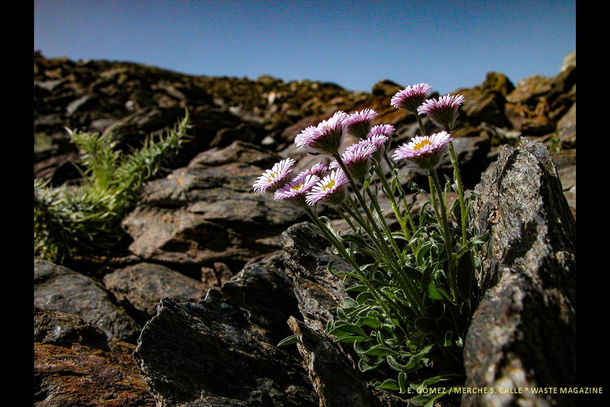 erigeronfrigidus21