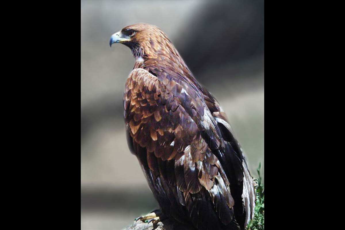 Aquila chrysaetos