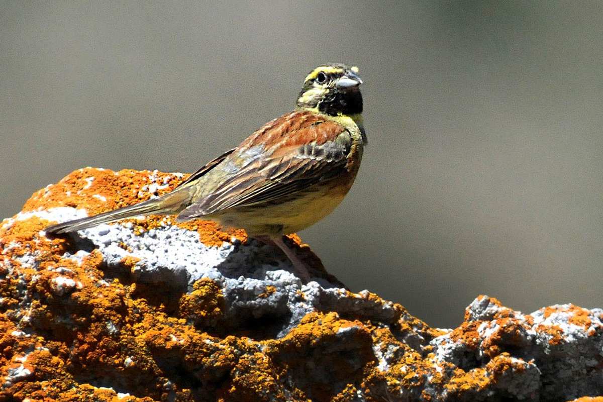 Emberiza cirlus
