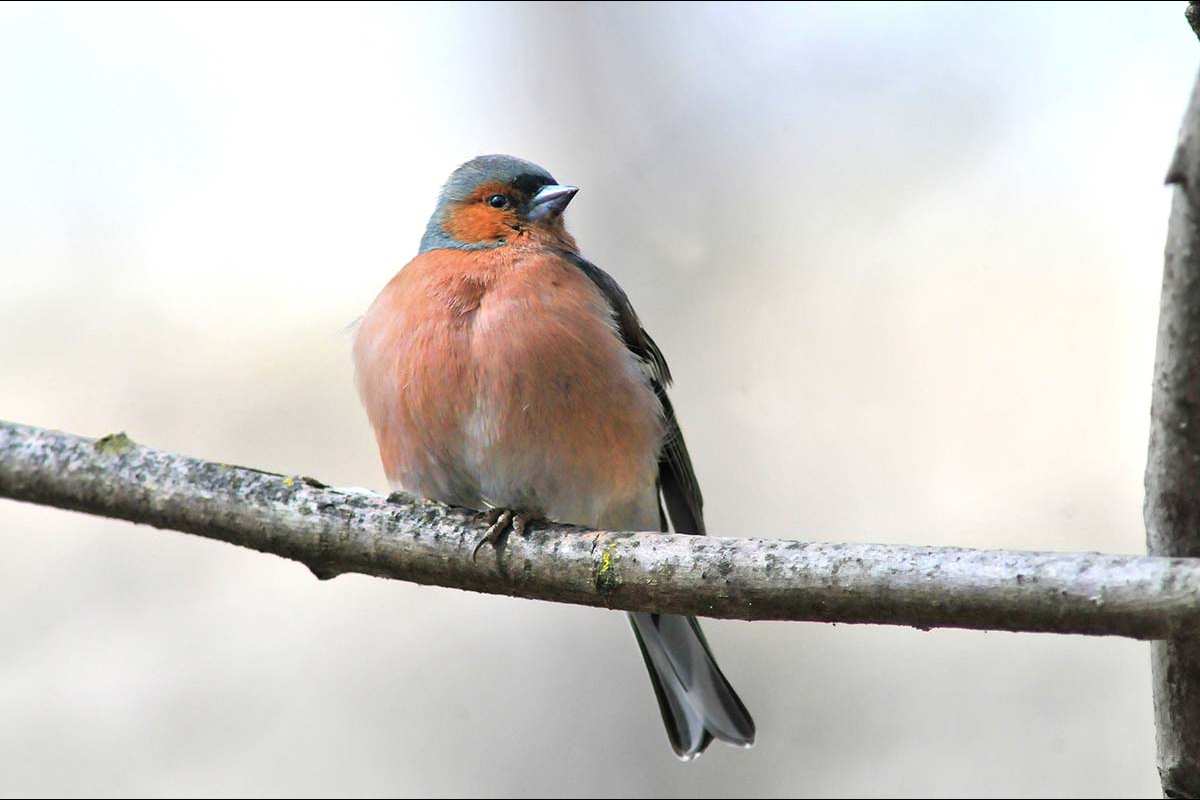 Fringilla coelebs