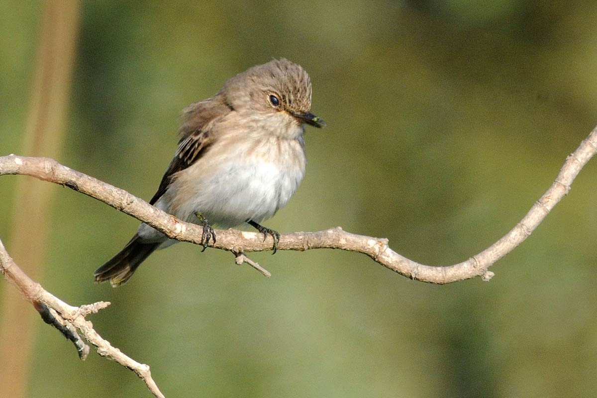 Muscicapa striata