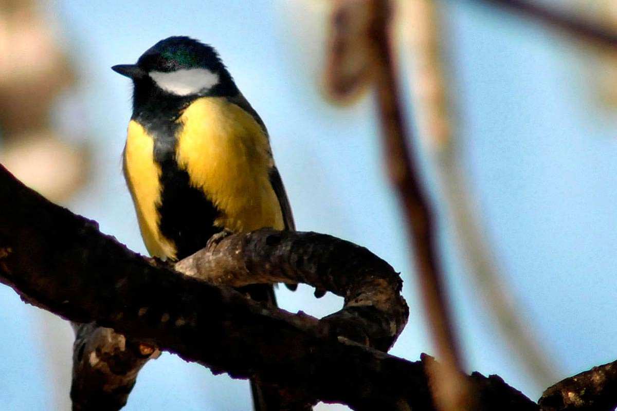 Parus major